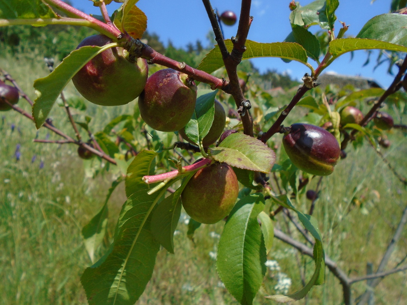 1nectarinedetail