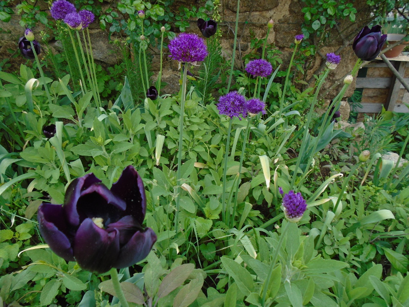 1tulipalliumherbgarden