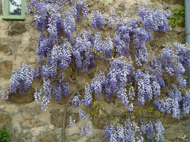 1wisteria april