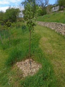 applemulched