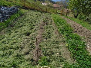 potatoaspmulched