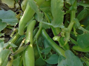 1broad bean havest