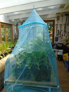 1cabbage netted