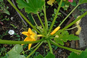 1firstcourgettes