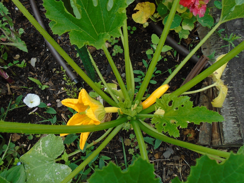 1firstcourgettes