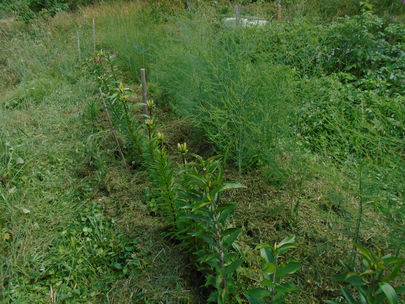 1mulched lilies