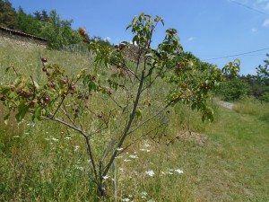 1nectarineorchard