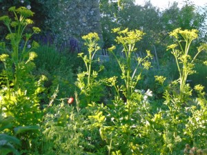 1parsnip seeding