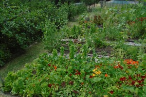 1weeded natsturtiums