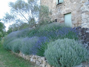 2015 lavender
