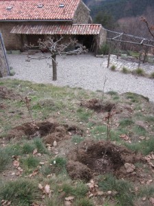planted quercus rubra