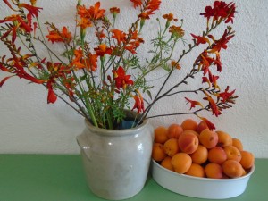 apricotcrocosmia