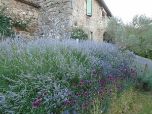 drumstick lavender