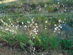 gaura detail