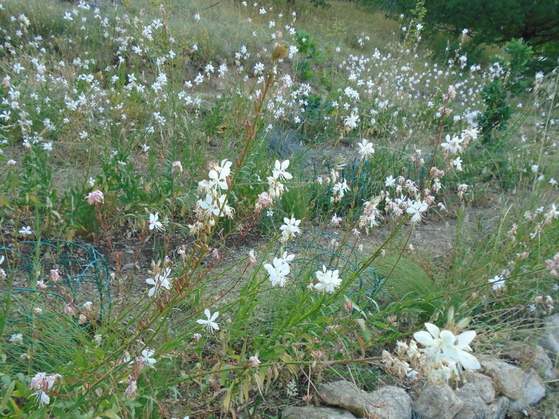 gaura horiz