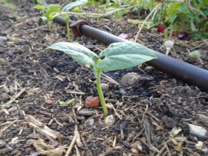 geminating beans