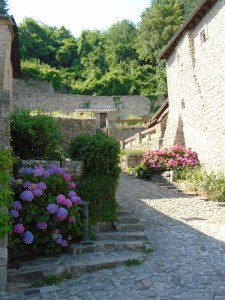 hydrangeasvertical