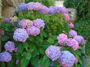 morehydrangeas