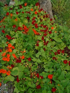 nasturtiumflowers