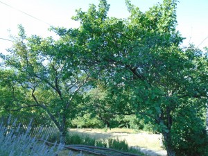 plum trees