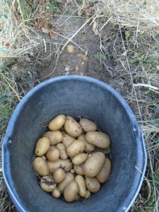 potato bucket