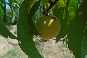 ripening peach