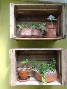 succulent cases