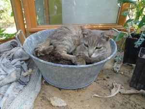 succulent helper