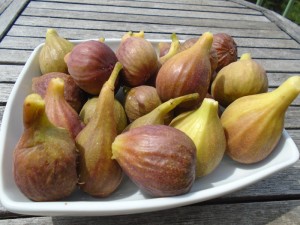 august figs