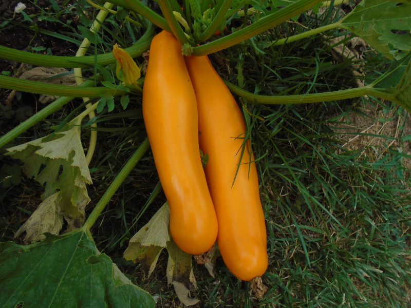 courgettes