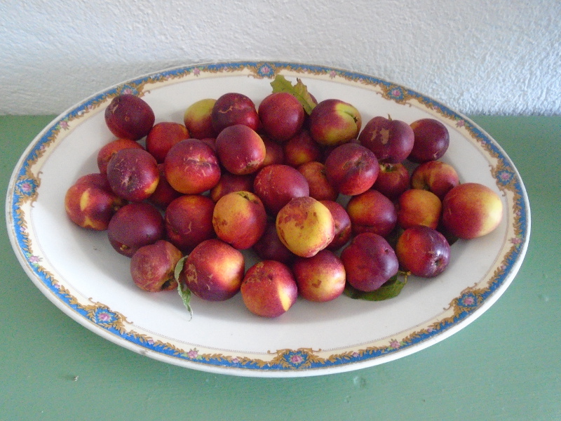 nectarines