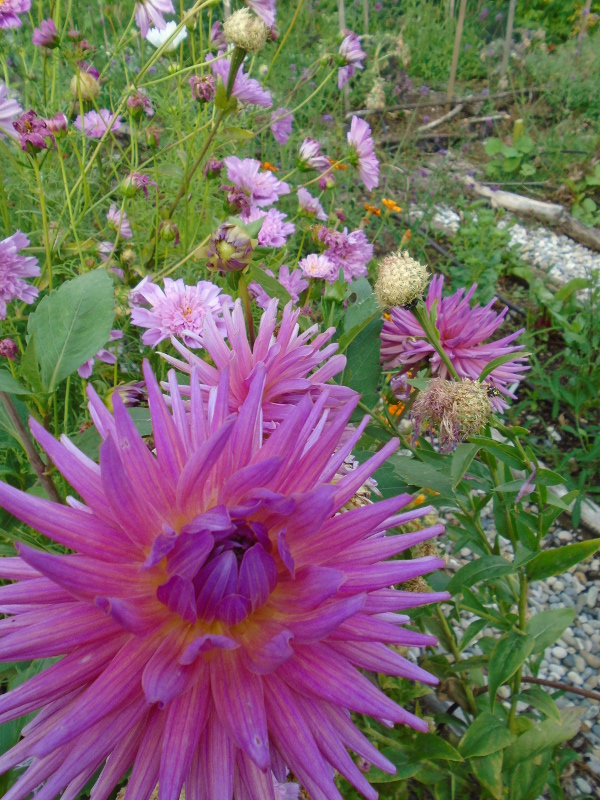 pink dahlia