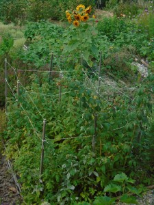 raspberries corralled