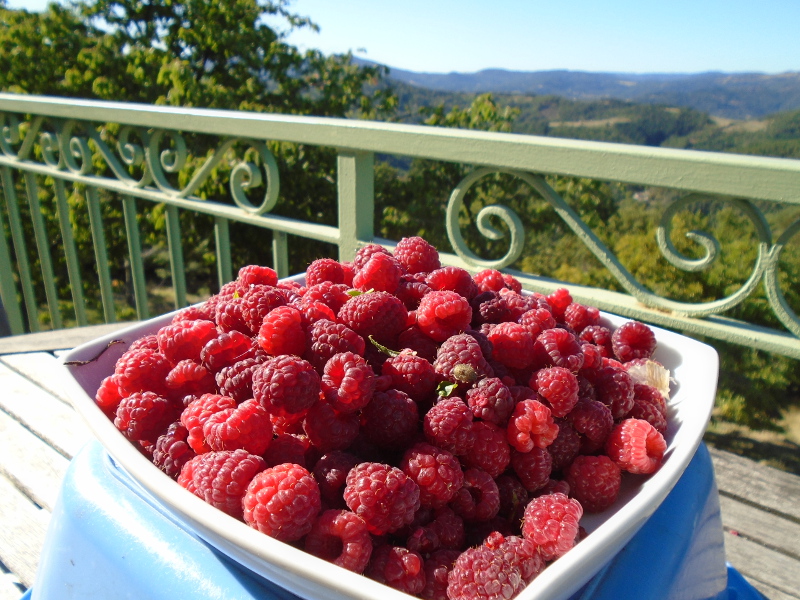 raspberry harvest