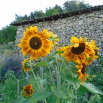 sunflowers garden1
