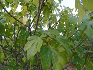 figs green on tree