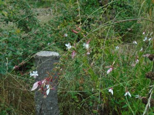 gaura flowers