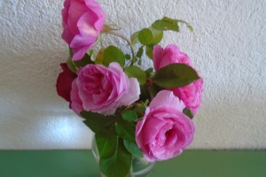 late roses