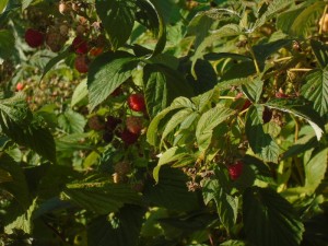 raspberry detail
