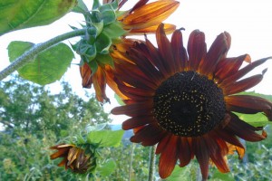 sunflowers 4