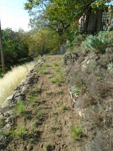 alice path weeding
