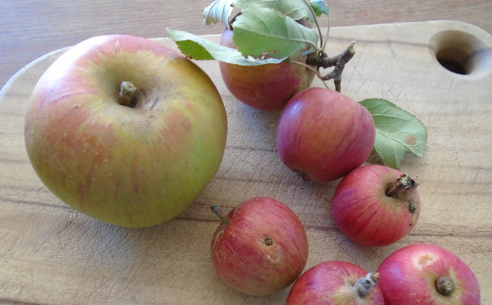 apple harvest