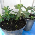 euphorbia potted up