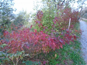 hedge colour 1