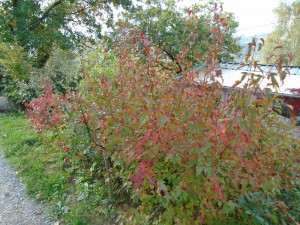 hedge colour