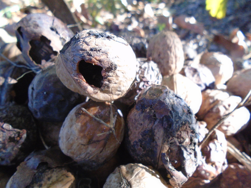 walnut hole