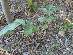walnut seedling