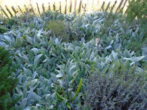 stachys ground cover