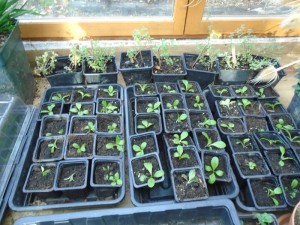 teasels potted up