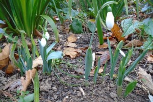 december snowdrop